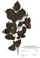 藏品(藍靛木)的圖片